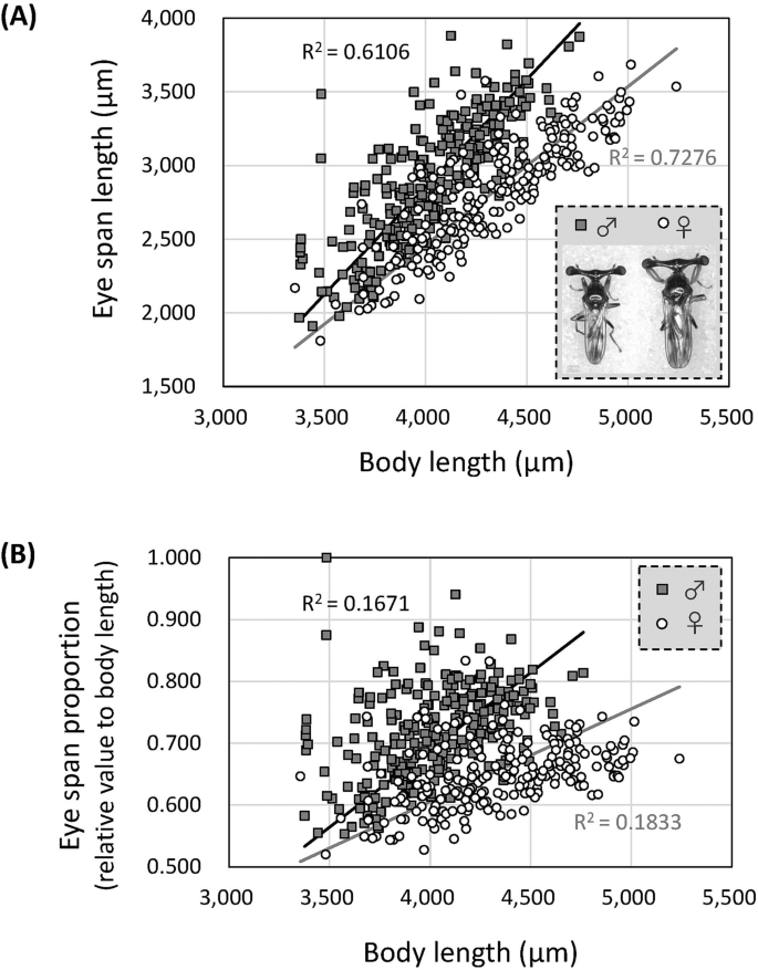 Handicap Theory Is Applied To Females But Not Males In Relation To Mate Choice In The Stalk Eyed Fly Sphyracephala Detrahens Scientific Reports Handicap Theory Is Applied To Females But Not Males In Relation To Mate Choice In The Stalk Eyed Fly Sphyracephala Detrahens Scientific Reports