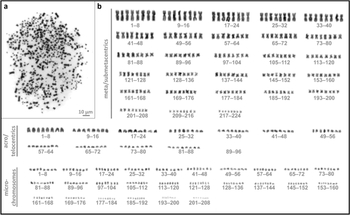 Artificial Whole Genome Duplication In Paleopolyploid Sturgeons Yields Highest Documented Chromosome Number In Vertebrates Scientific Reports Artificial Whole Genome Duplication In Paleopolyploid Sturgeons Yields Highest Documented Chromosome Number In Vertebrates Scientific Reports