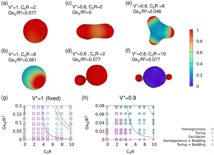 Pattern Formation In Reaction Diffusion System On Membrane With Mechanochemical Feedback Scientific Reports