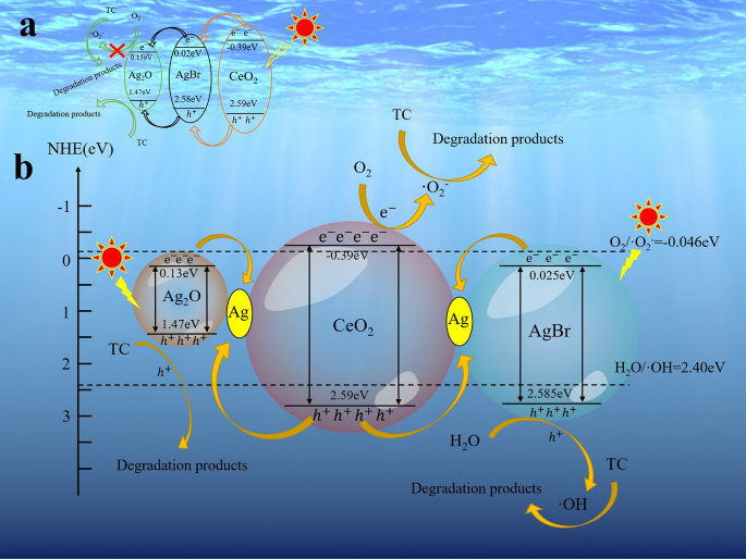 Photocatalytic degradation of organic dye and tetracycline by ternary  Ag2O/AgBr–CeO2 photocatalyst under visible-light irradiation | Scientific  Reports