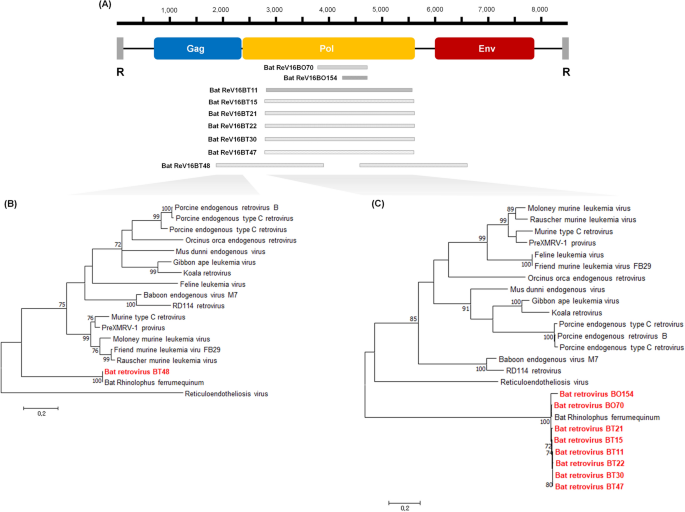 Phylogenetic analysis of bat betacoronavirus (A) and bat rotavirus (RV)