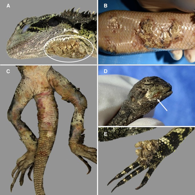 emergence of Nannizziopsis barbatae disease may wild Australian lizards | Scientific Reports