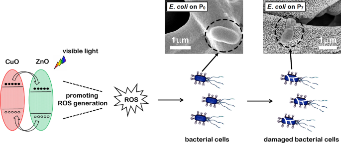 Functionalization Of Eggshell Membranes With Cuo Zno Based P N Junctions For Visible Light Induced Antibacterial Activity Against Escherichia Coli Scientific Reports Functionalization Of Eggshell Membranes With Cuo Zno Based P N Junctions For Visible Light Induced Antibacterial Activity Against Escherichia Coli Scientific Reports