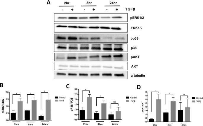 Canonical And Noncanonical Tgf B Signaling Regulate Fibrous Tissue Differentiation In The Axial Skeleton Scientific Reports