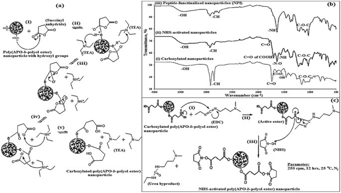 Surface Functionalisation Of Poly Apo B Polyol Ester Cross Linked Copolymers As Core Shell Nanoparticles For Targeted Breast Cancer Therapy Scientific Reports