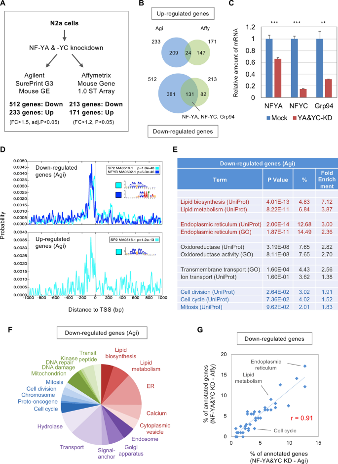 A dopamine-induced gene expression signature regulates neuronal