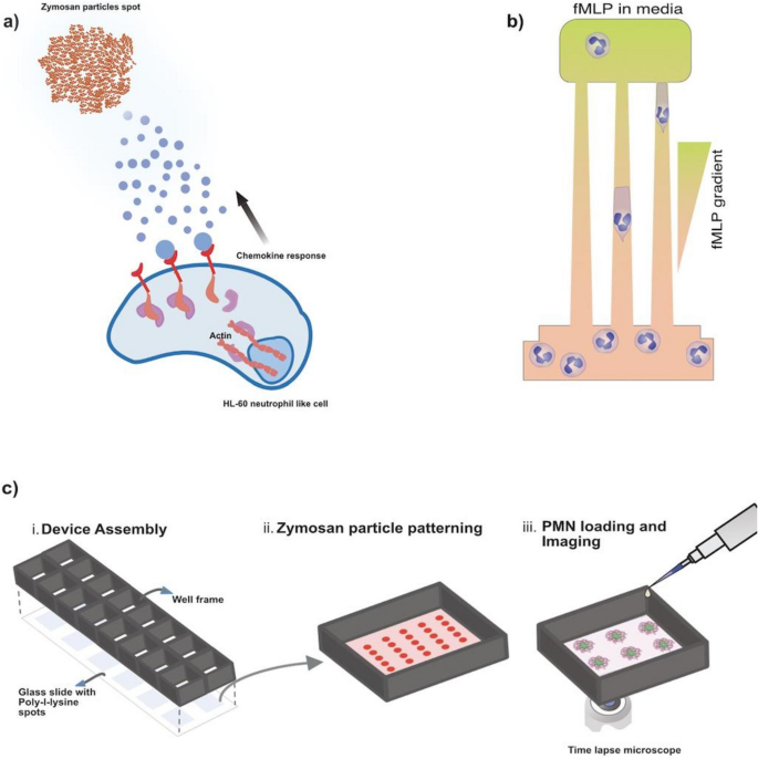 Chemotaxis And Swarming In Differentiated Hl 60 Neutrophil Like Cells Scientific Reports