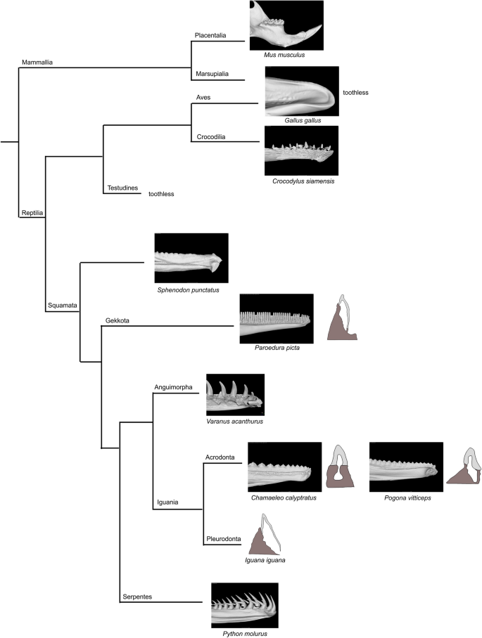 Dent Unit Brno - Naší Specializací Je Estetická Stomatologie, Zubní Implantologie A Moderní Ústní Chirurgie.