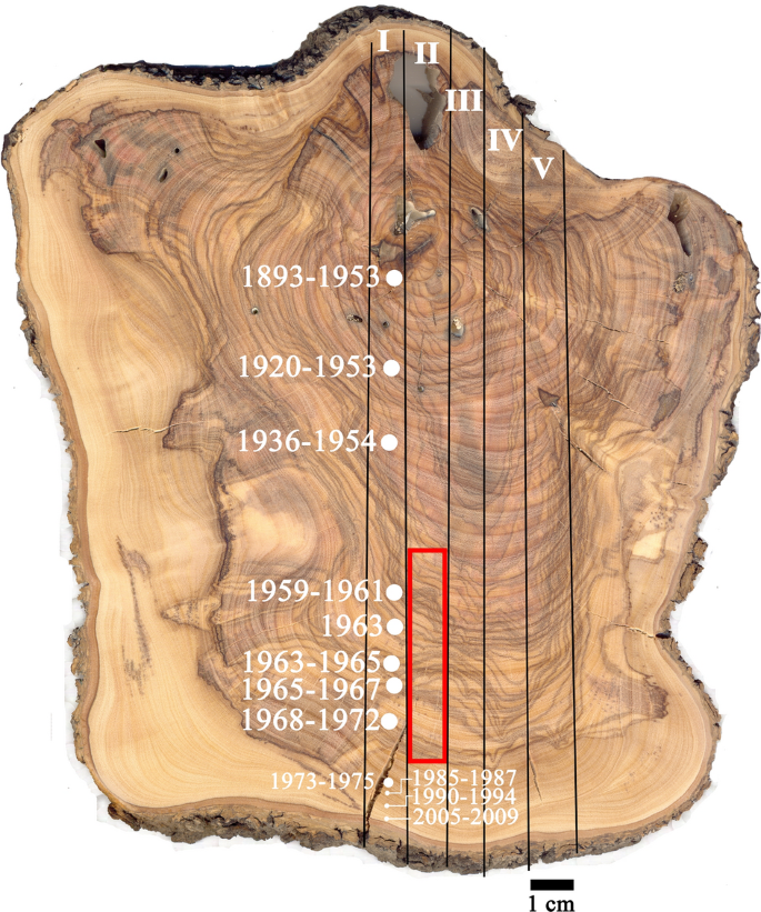 Discovery Of Annual Growth In A Modern Olive Branch Based On Carbon Isotopes And Implications For The Bronze Age Volcanic Eruption Of Santorini Scientific Reports