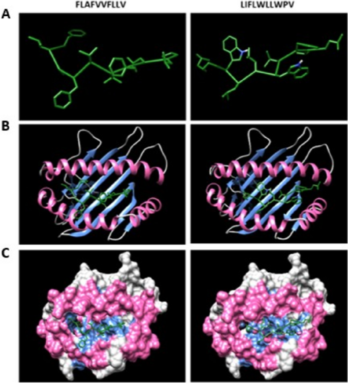 In Silico Discovery Of Antigenic Proteins And Epitopes Of Sars Cov 2 For The Development Of A Vaccine Or A Diagnostic Approach For Covid 19 Scientific Reports