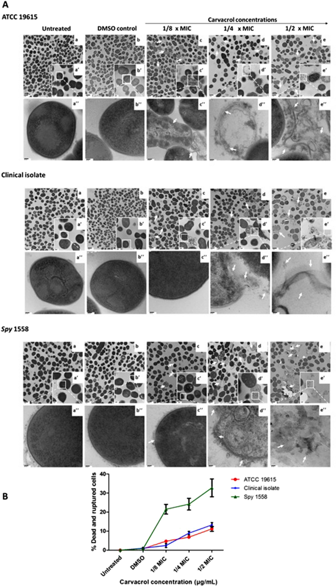 Carvacrol Exhibits Rapid Bactericidal Activity Against Streptococcus Pyogenes Through Cell Membrane Damage Scientific Reports