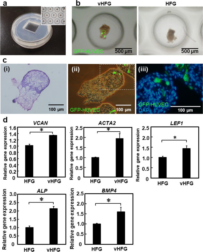 Hair follicle germs containing vascular endothelial cells for hair regenerative medicine | Scientific Reports Hair follicle germs containing vascular endothelial cells for hair regenerative medicine | Scientific Reports
