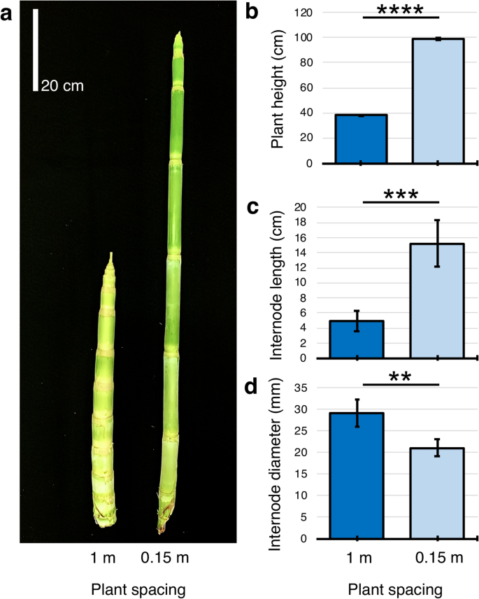 High Planting Density Induces The Expression Of Ga3 Oxidase In Leaves And Ga Mediated Stem Elongation In Bioenergy Sorghum Scientific Reports