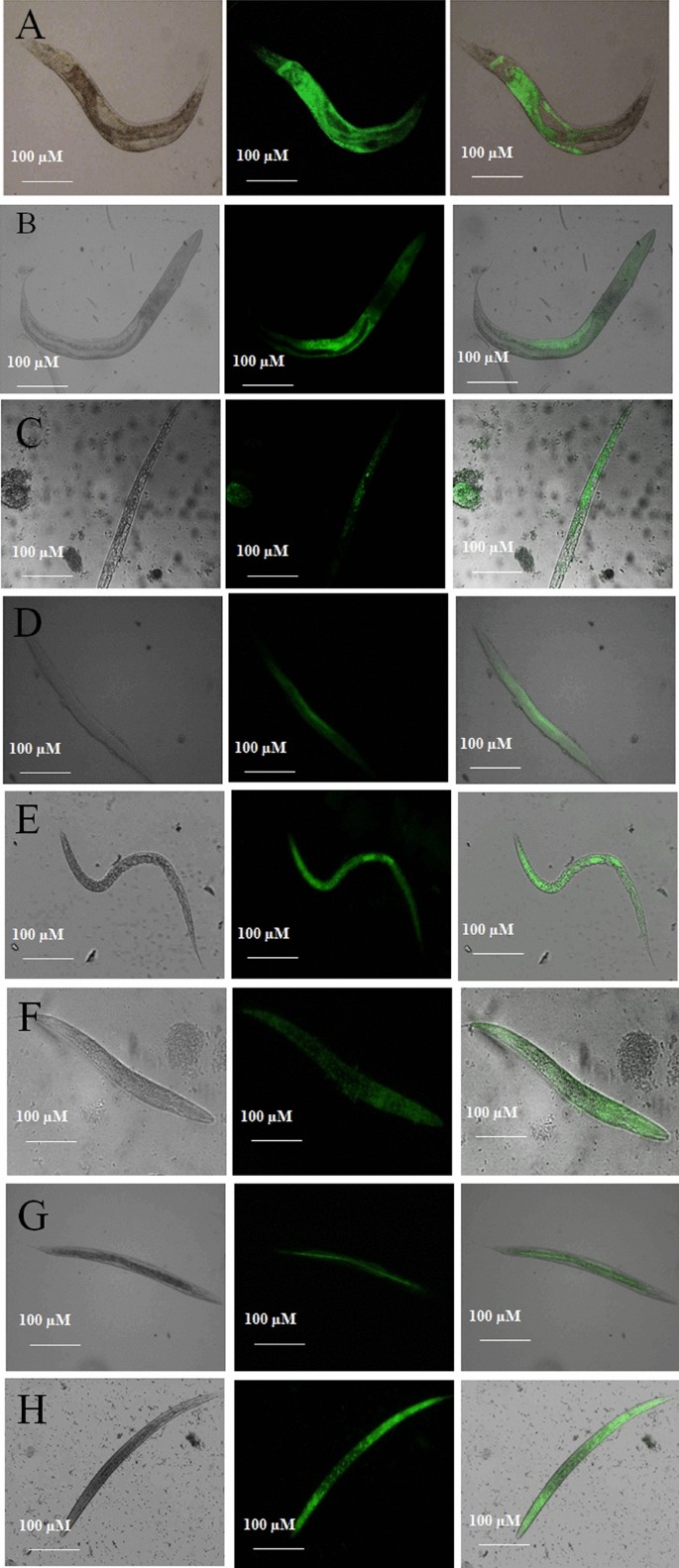 figure 16