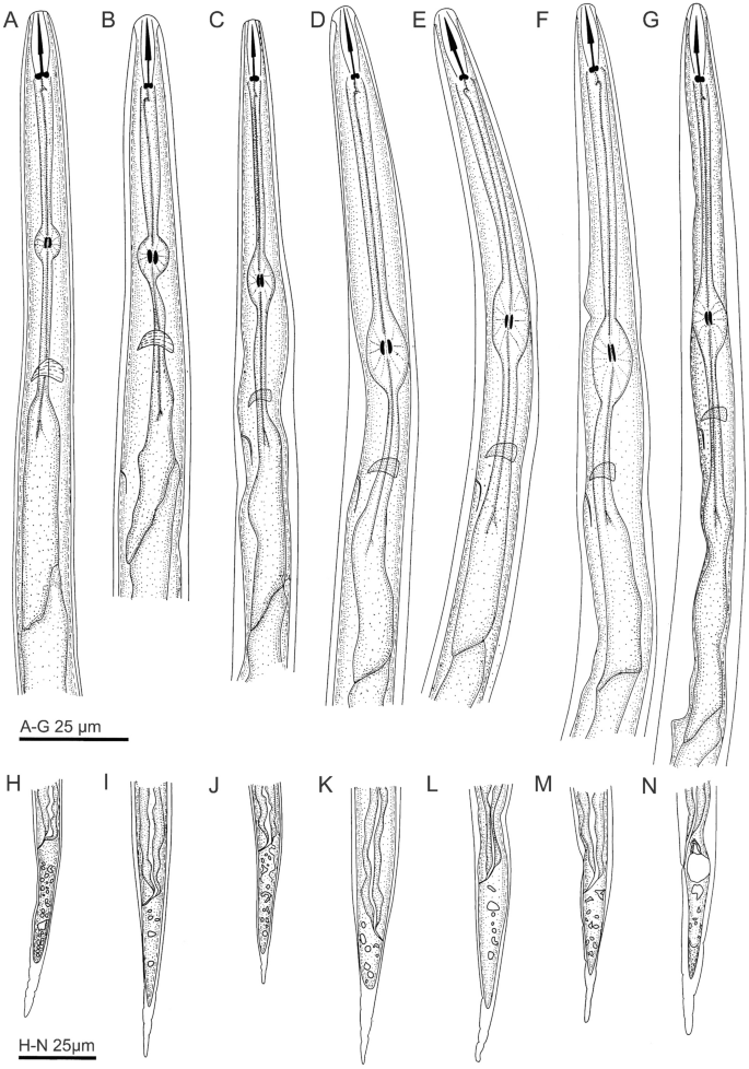 Morphometric And Total Protein Responses In Meloidogyne Incognita Second Stage Juveniles To Nemafric Bl Phytonematicide Scientific Reports