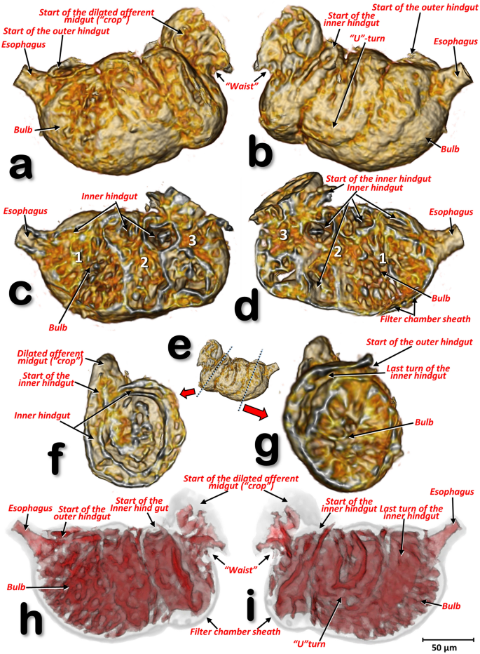 Using Micro Computed Tomography To Reveal The Anatomy Of Adult Diaphorina Citri Kuwayama Insecta Hemiptera Liviidae And How It Pierces And Feeds Within A Citrus Leaf Scientific Reports