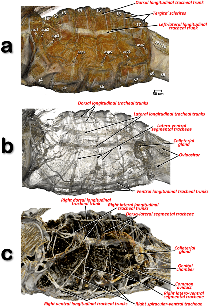 Using Micro Computed Tomography To Reveal The Anatomy Of Adult Diaphorina Citri Kuwayama Insecta Hemiptera Liviidae And How It Pierces And Feeds Within A Citrus Leaf Scientific Reports