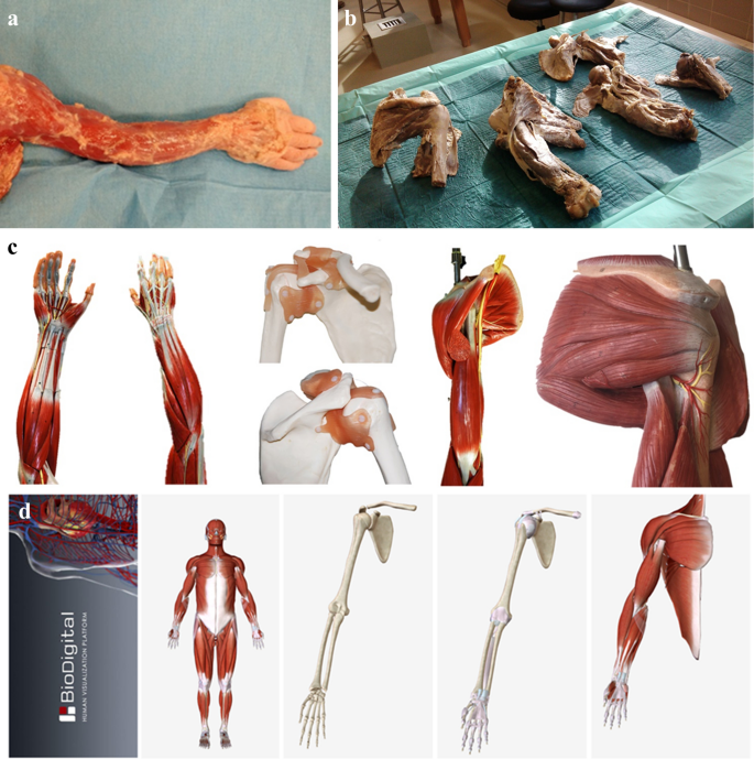 Musculoskeletal Anatomy Evaluation And Comparison Of Common Teaching And Learning Modalities Scientific Reports
