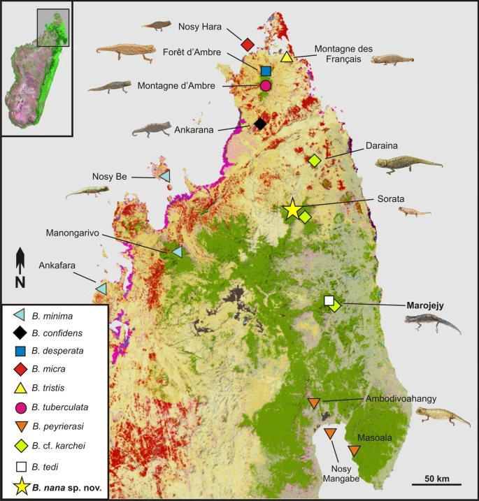 El reptil más pequeño del mundo: camaleón de Madagascar - Viajar a Madagascar - Forum Eastern Africa