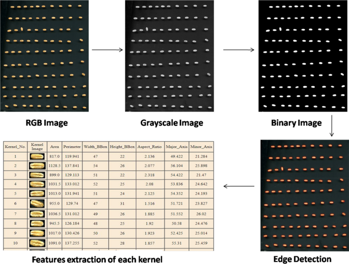Segmented images of wheat refractions (a) sound grains, (b) damaged