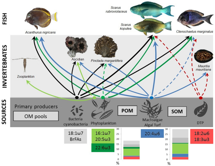 Multi-trophic markers illuminate the understanding of the functioning of a  remote, low coral cover Marquesan coral reef food web | Scientific Reports