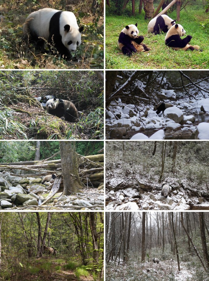 The giant panda is cryptic | Scientific Reports