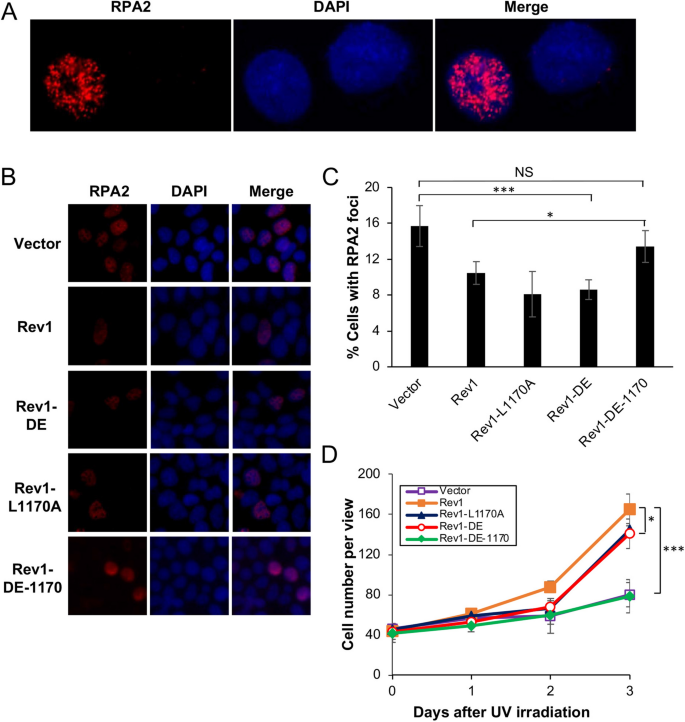 Genetic And Physical Interactions Between Polη And Rev1 In Response To  Uv-Induced Dna Damage In Mammalian Cells | Scientific Reports Genetic And Physical Interactions Between Polη And Rev1 In Response To  Uv-Induced Dna Damage In Mammalian Cells | Scientific Reports