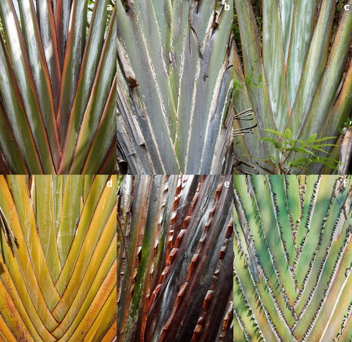 Population of Ravenala madagascariensis called « Ravenala forest ».