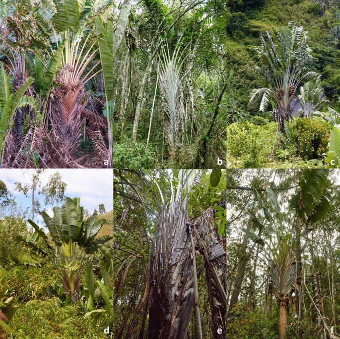 Population of Ravenala madagascariensis called « Ravenala forest ».