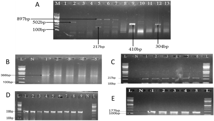 (PDF) Epidemiologic potentials and correlational analysis of Vibrio species  and virulence toxins from water sources in greater Bushenyi districts,  Uganda