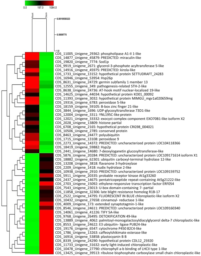 De novo transcriptome and tissue specific expression analysis of genes  associated with biosynthesis of secondary metabolites in Operculina  turpethum (L.) | Scientific Reports
