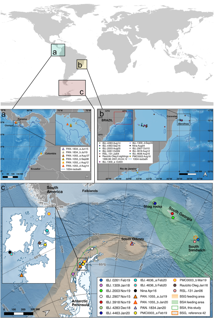 The Southern Ocean Exchange porous boundaries between humpback whale breeding populations in southern polar waters Scientific Reports