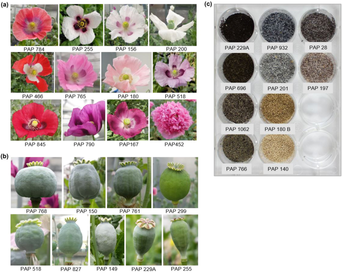 opium poppies identification