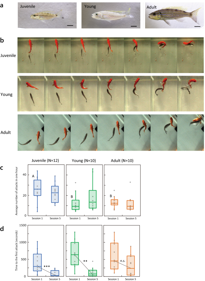 Experience Dependent Learning Of Behavioral Laterality In The Scale Eating Cichlid Perissodus Microlepis Occurs During The Early Developmental Stage Scientific Reports