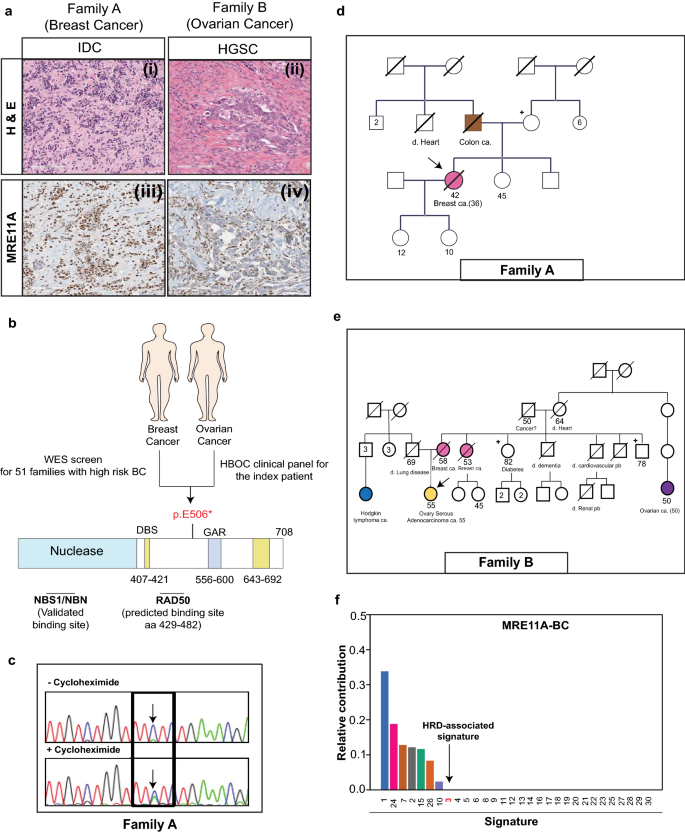 Investigating The Causal Role Of Mre11a P E506 In Breast And Ovarian Cancer Scientific Reports