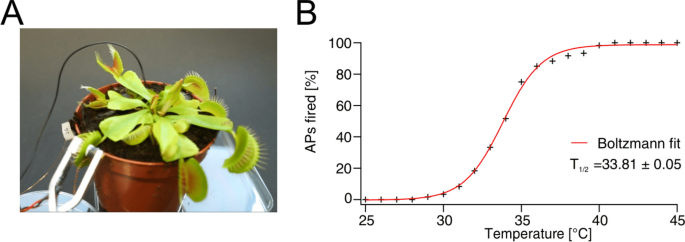Action Potentials Induce Biomagnetic Fields In Carnivorous Venus Flytrap Plants Scientific Reports