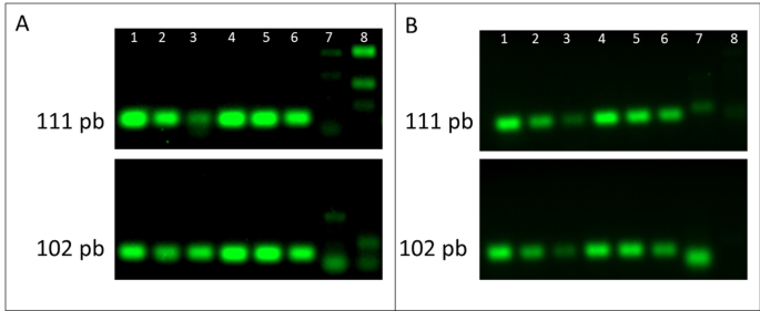 A new SYBR Green real-time PCR to detect SARS-CoV-2 | Scientific Reports