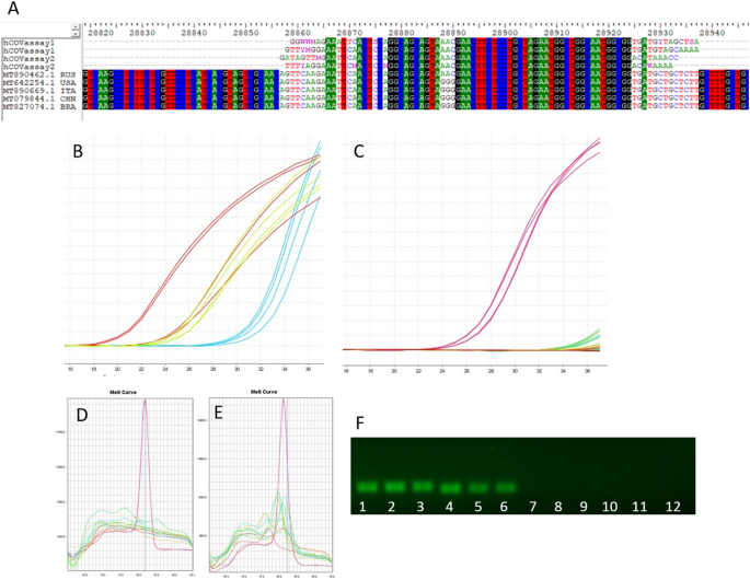 A new SYBR Green real-time PCR to detect SARS-CoV-2 | Scientific Reports A new SYBR Green real-time PCR to detect SARS-CoV-2 | Scientific Reports
