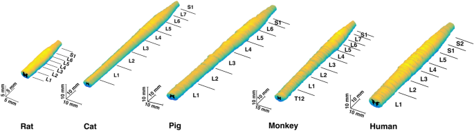 Comparative neuroanatomy of the lumbosacral spinal cord of the rat, cat, pig, monkey, and human | Scientific Reports Comparative neuroanatomy of the lumbosacral spinal cord of the rat, cat, pig, monkey, and human | Scientific Reports