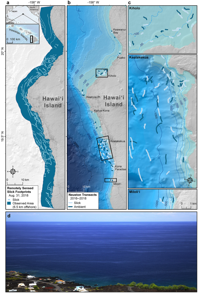 Surface slicks are pelagic nurseries for diverse ocean fauna | Scientific  Reports