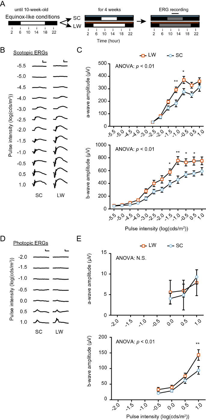 Photoperiodic Regulation Of Dopamine Signaling Regulates Seasonal Changes In Retinal Photosensitivity In Mice Scientific Reports