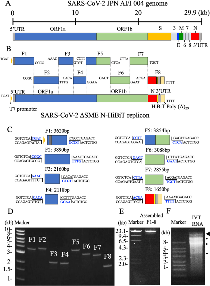 A Pcr Amplicon Based Sars Cov 2 Replicon For Antiviral Evaluation Scientific Reports