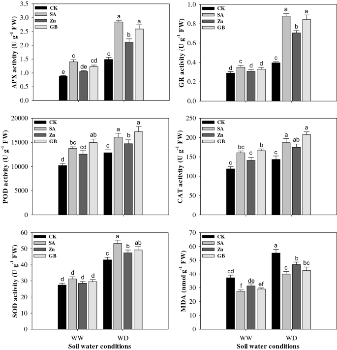 Effects Of Salicylic Acid Zinc And Glycine Betaine On Morpho Physiological Growth And Yield Of Maize Under Drought Stress Scientific Reports