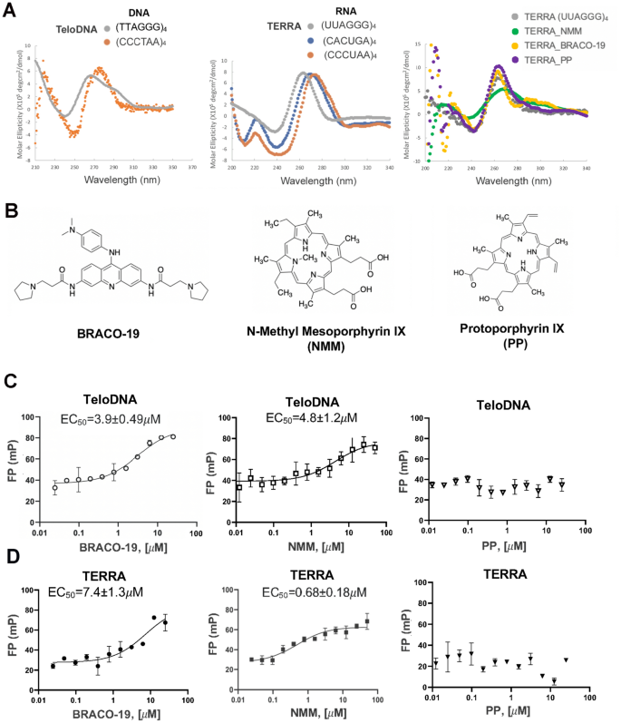 Fluorescence spectra of NMM-probe DNA after incubation with varying