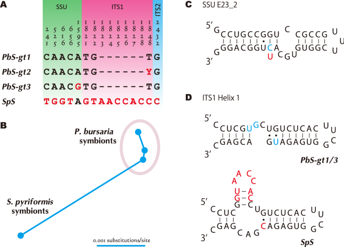 Characterization Of A Green Stentor With Symbiotic Algae Growing In An Extremely Oligotrophic Environment And Storing Large Amounts Of Starch Granules In Its Cytoplasm Scientific Reports