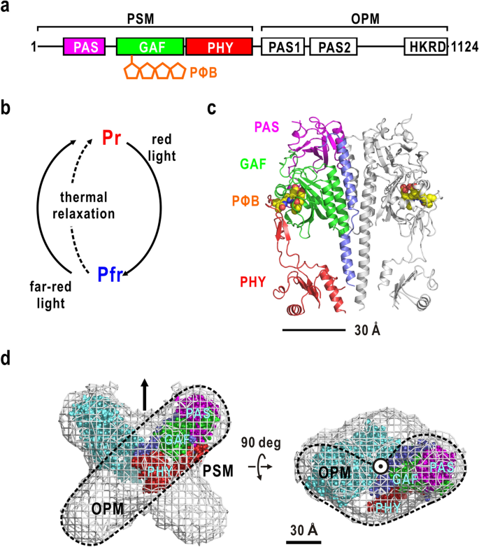 Red Light Induced Structure Changes In Phytochrome A From Pisum Sativum Scientific Reports