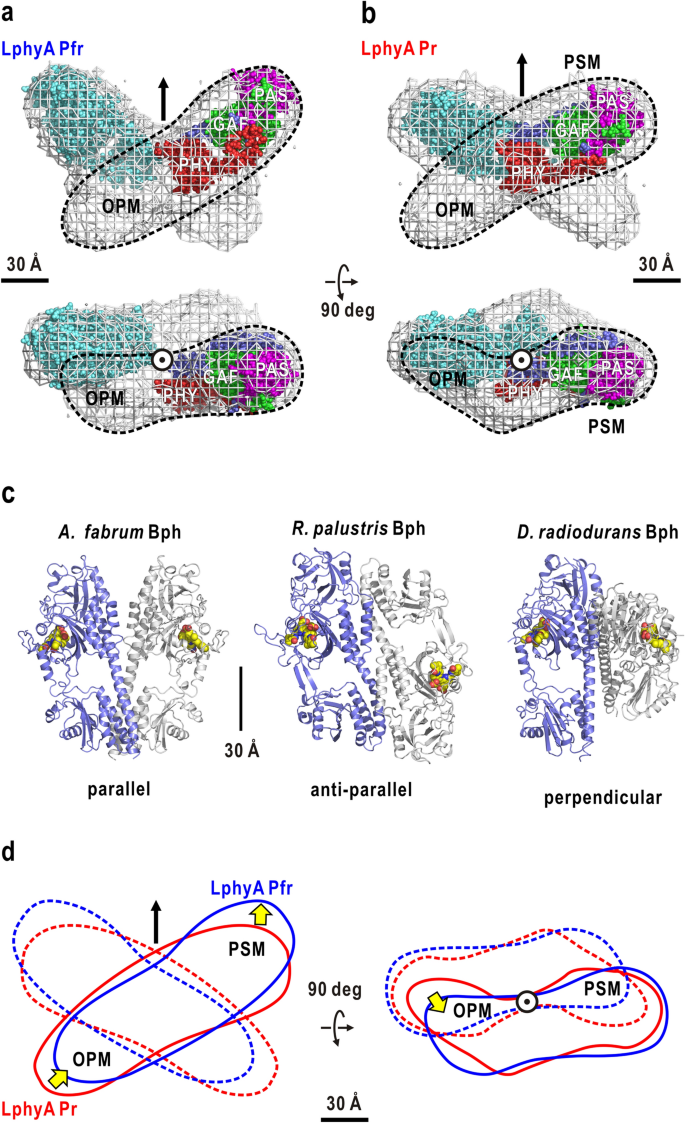 Red Light Induced Structure Changes In Phytochrome A From Pisum Sativum Scientific Reports