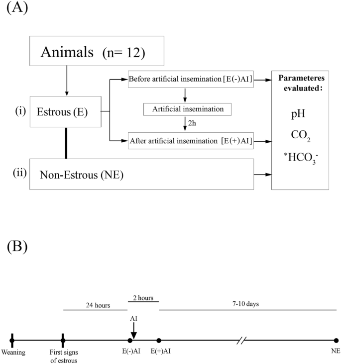 In vivo measurement of pH and CO2 levels in the uterus of sows through the  estrous cycle and after insemination | Scientific Reports