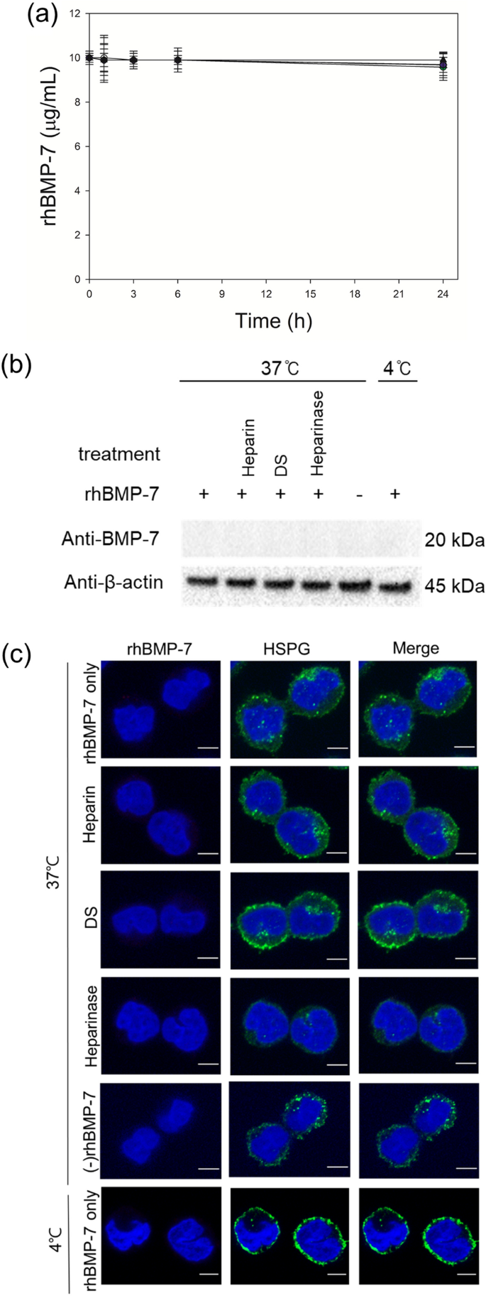 Selective Endocytosis Of Recombinant Human Bmps Through Cell Surface Heparan Sulfate Proteoglycans In Cho Cells Bmp 2 And Bmp 7 Scientific Reports