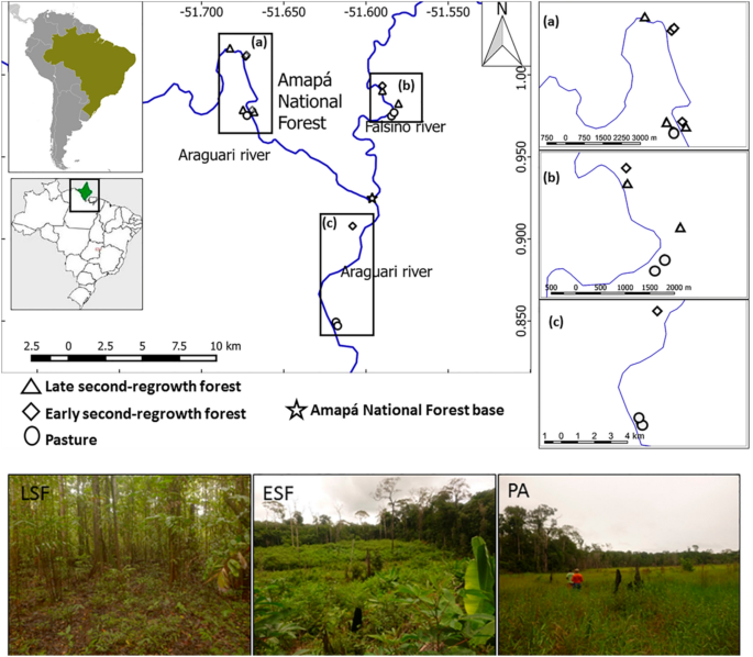 Big trees drive forest structure patterns across a lowland Amazon regrowth  gradient | Scientific Reports